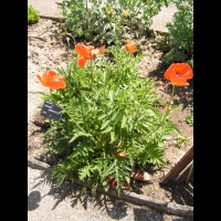 Papaver orientale (fam Papaveracees) (Caucase) (01)